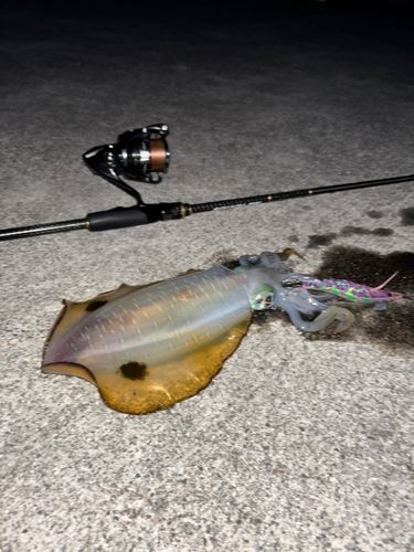 アオリイカの釣果