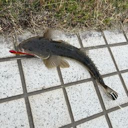 マゴチ