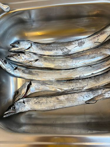 タチウオの釣果