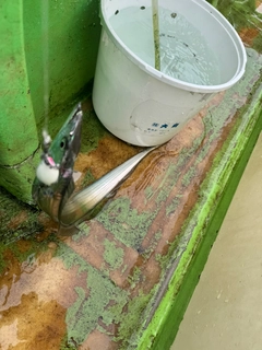 タチウオの釣果