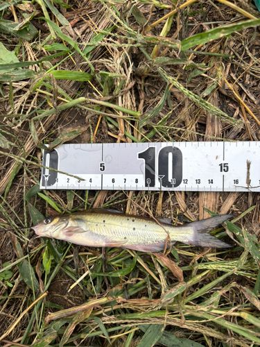 アメリカナマズの釣果