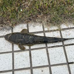 マゴチ