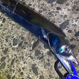 タチウオ