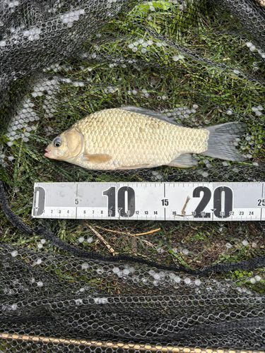 ヘラブナの釣果