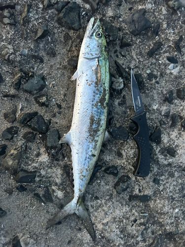 サゴシの釣果