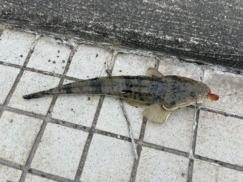 マゴチの釣果