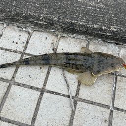 マゴチ