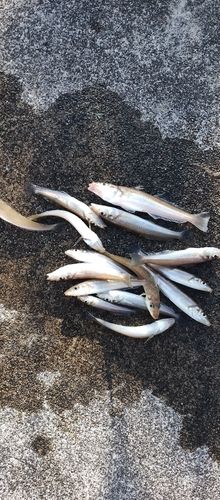 シロギスの釣果