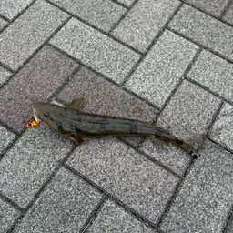 マゴチ