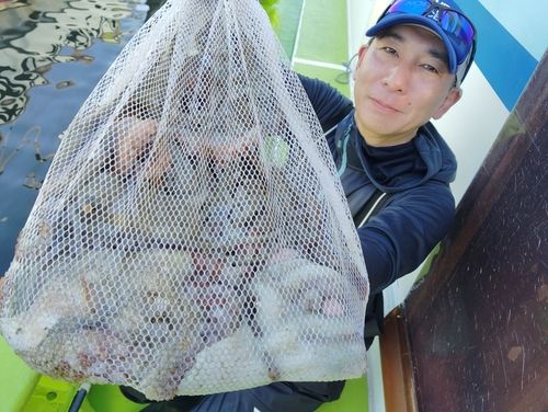 マダコの釣果
