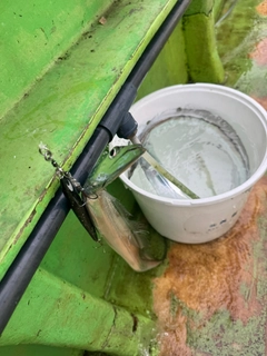 タチウオの釣果