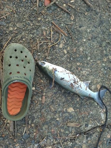 ボラの釣果