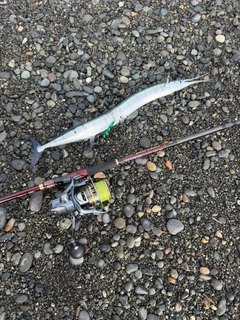ダツの釣果