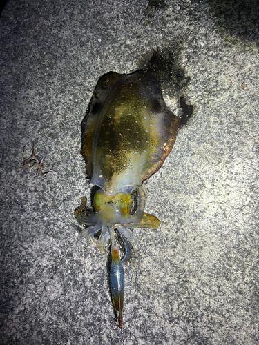 アオリイカの釣果