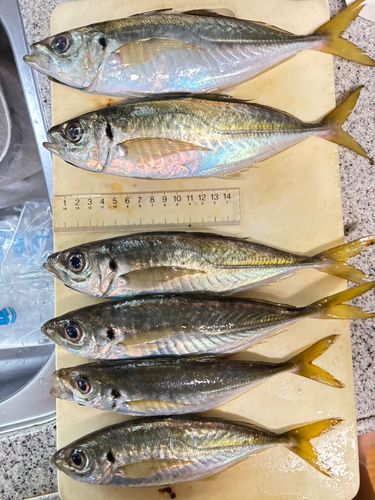 アジの釣果