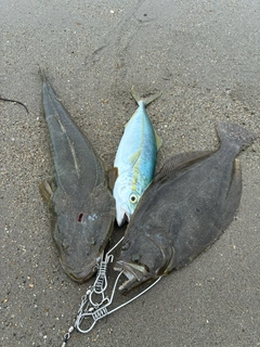 ヒラメの釣果