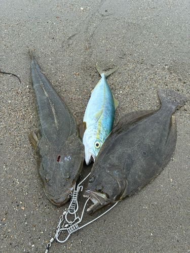 ヒラメの釣果