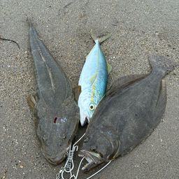 ヒラメ