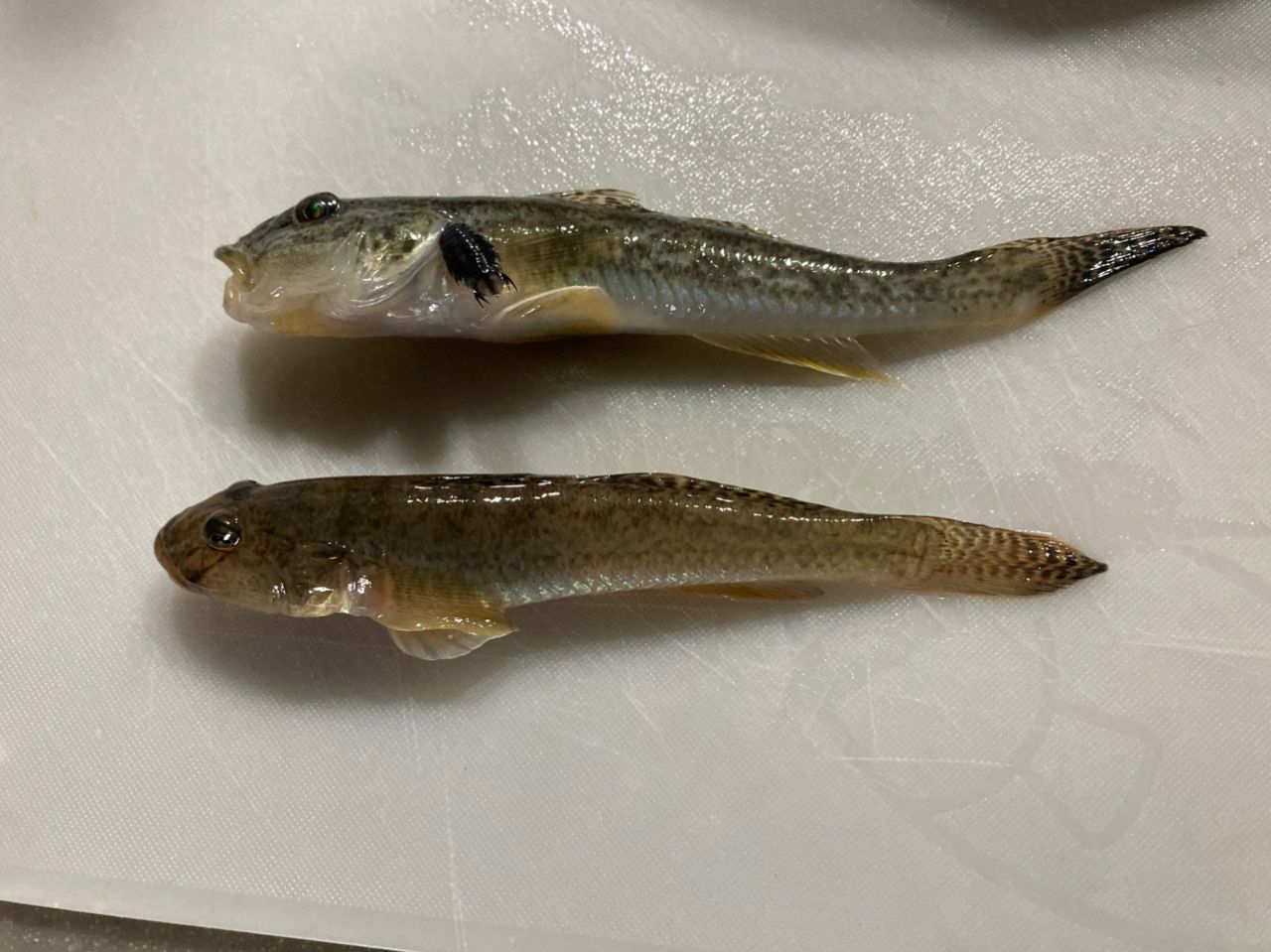 マハゼ