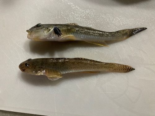 マハゼの釣果