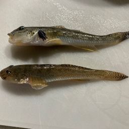マハゼ