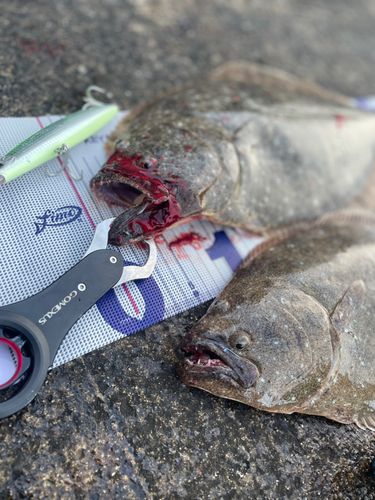 ヒラメの釣果