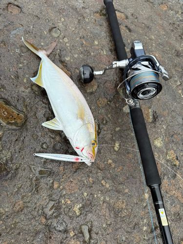 ショゴの釣果