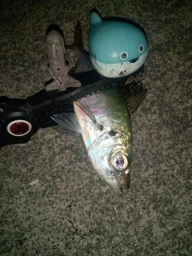 マアジの釣果