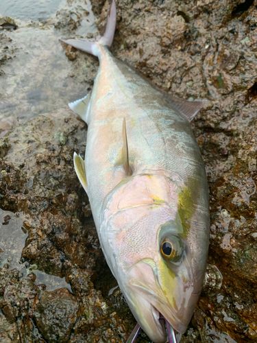 カンパチの釣果