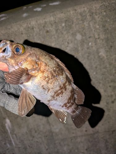 メバルの釣果