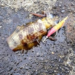 アオリイカ