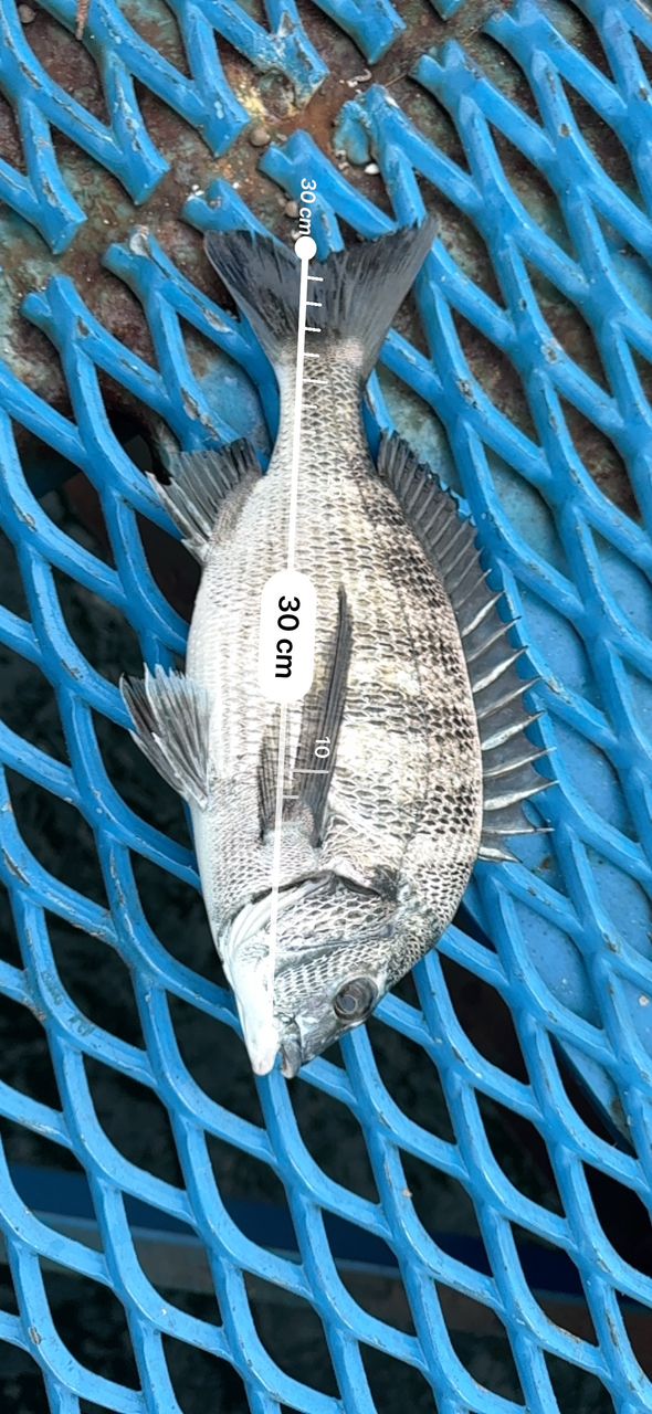 クロダイ