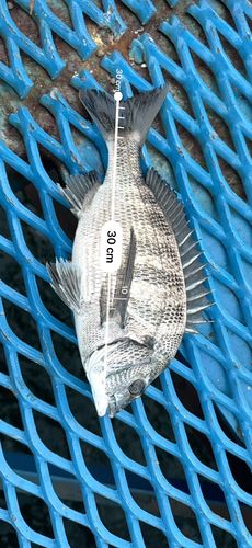 クロダイの釣果
