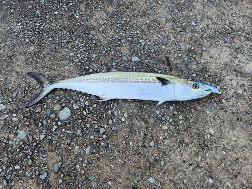 サゴシの釣果