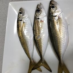 アジ