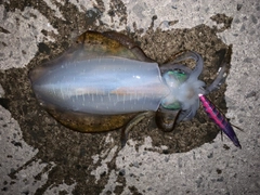 アオリイカの釣果
