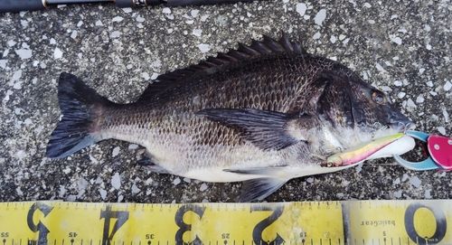 チヌの釣果