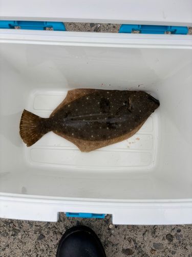 ヒラメの釣果
