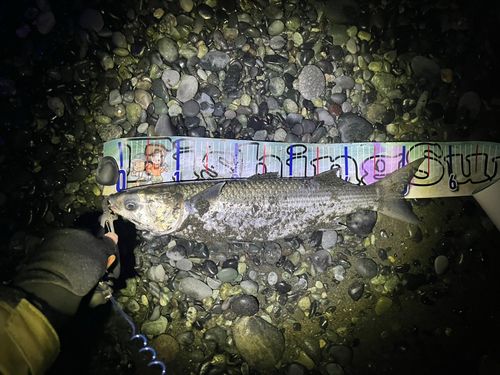 ボラの釣果