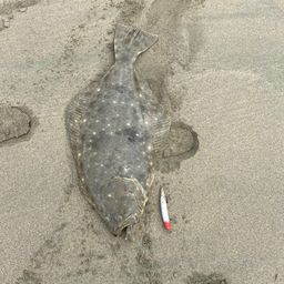 ヒラメ