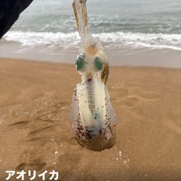 アオリイカ
