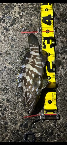 クエの釣果