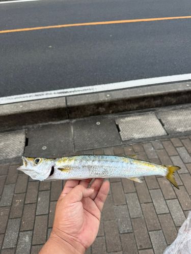 オニカマスの釣果