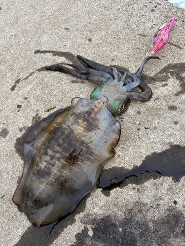 アオリイカの釣果