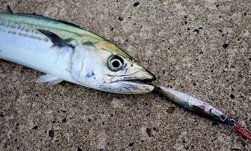 サゴシの釣果