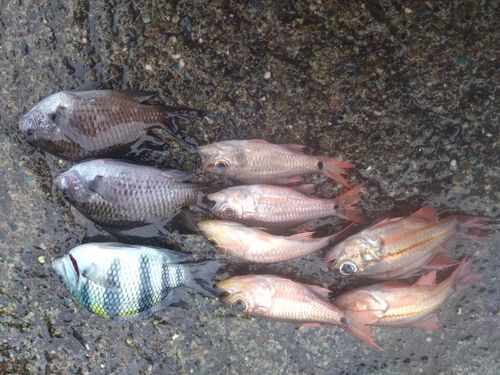 オヤビッチャの釣果