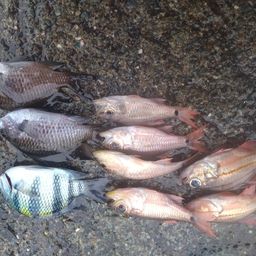 オヤビッチャ