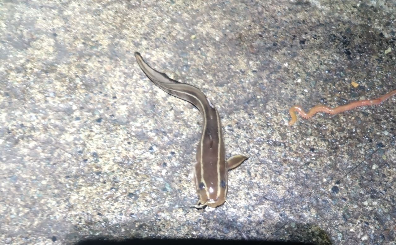オヤビッチャ