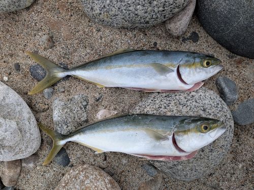 ツバイソの釣果