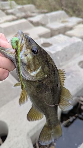 スモールマウスバスの釣果